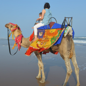 cheap-camel-riding-dubai