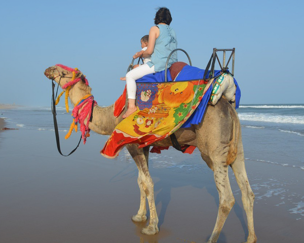 cheap-camel-riding-dubai