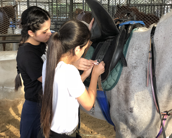 horse grooming training courses